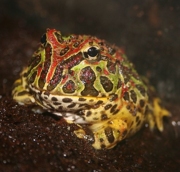 File:FF2 image source argentine horned frog.jpg