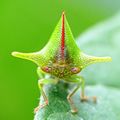 FF2 image source treehopper.jpg